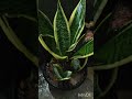Sansevieria trifasciata, commonly known as a Snake Plant 🌵🌵@ SA _ Garden