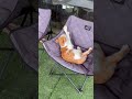 의자에서 황치즈 #cuteanimals #고양이 #냥춘기 #cat #prettycat #cute #pets #고양이일상 #catmemes #길냥이 #냐옹 #냐옹이 #치즈냥