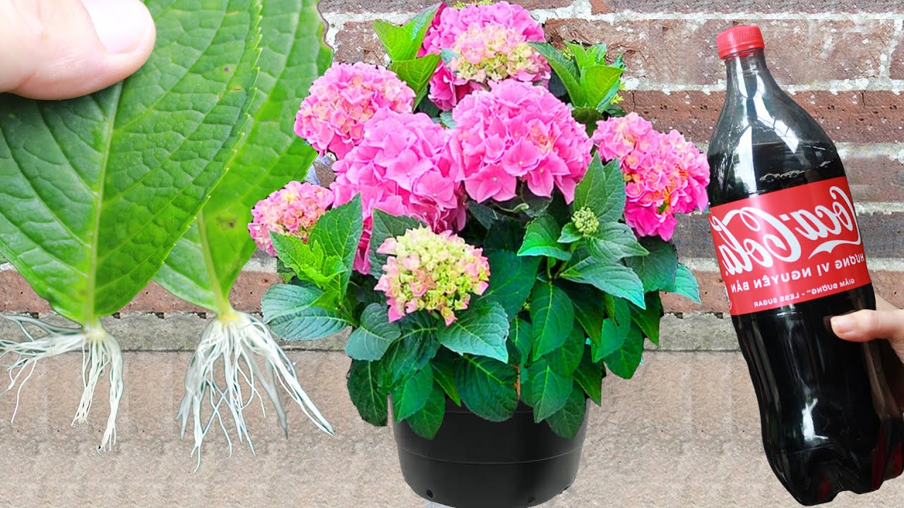 Tips for propagating hydrangeas at home