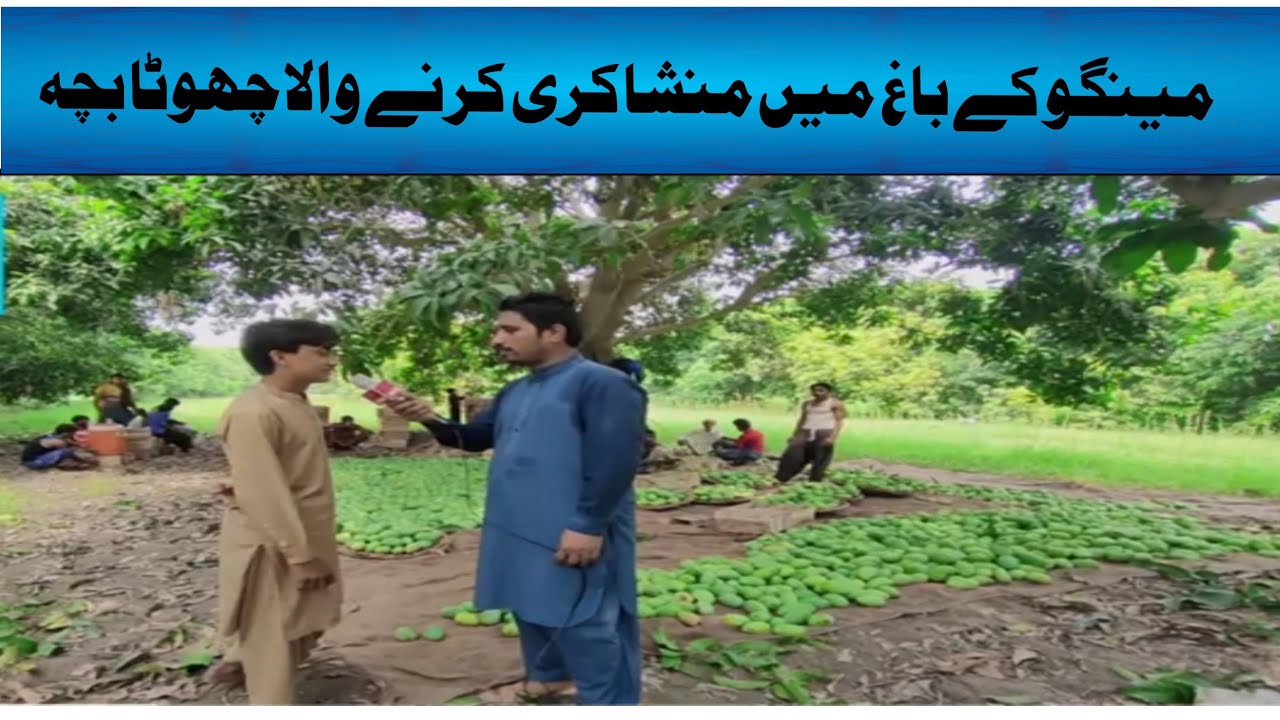 very big hair of pakistani mango