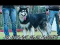 Alaskan malamute  can survive in india or not comment below  scoobers