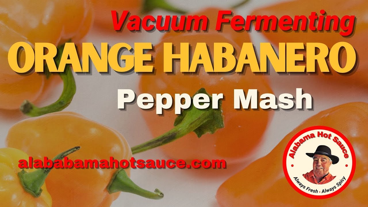 Fermenting HOT Orange Habanero Pepper Mash - Vacuum Fermenting  
