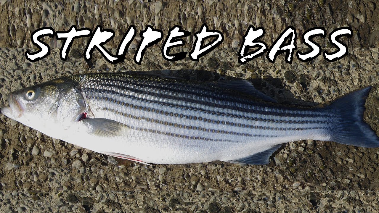 Pesca de Striped Bass 