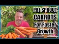 How to grow carrots best way to pre sprout carrot seeds