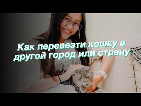 Как перевезти кошку в другой город или страну