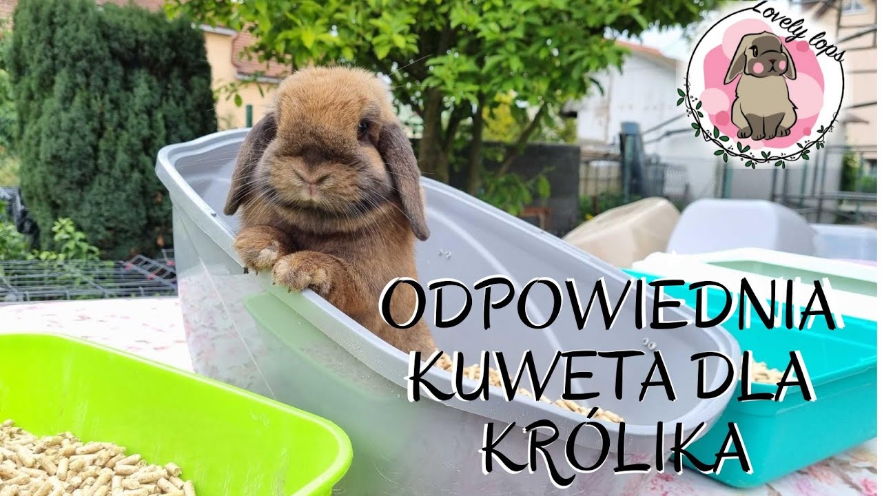 ODC. 2 - WYPRAWKA DLA KRÓLIKA // Jaką kuwetę dla królika wybrać? //
