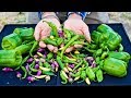 Bountiful Harvest of 7 Types of Chilies and Peppers