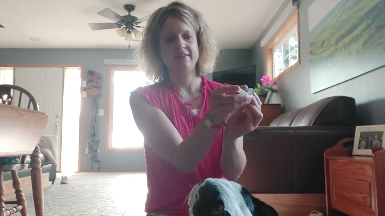 How to give a dog flonase YouTube