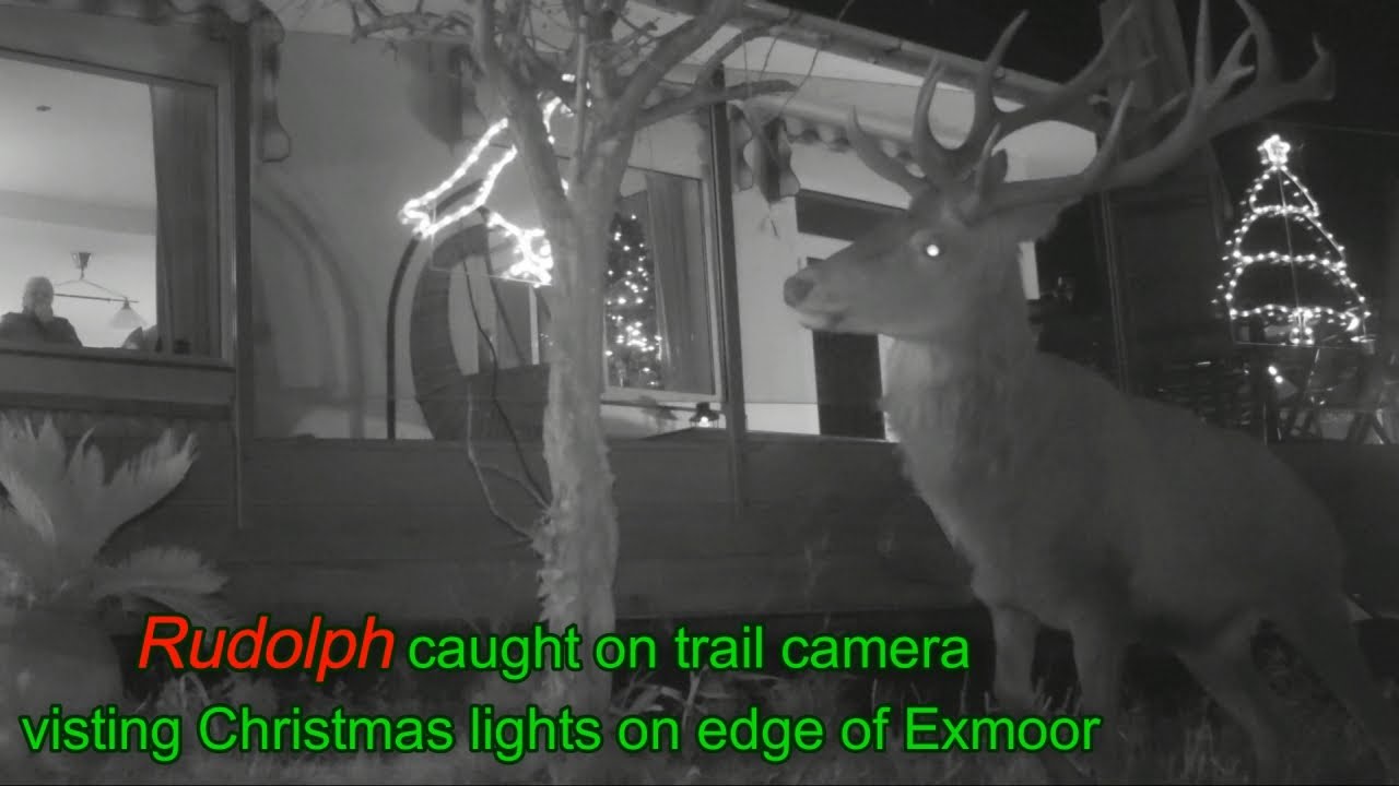 Rudolph the Nosey Exmoor Red deer visits Christmas lights - Dec (2 ...