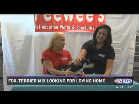 horseshoe bend Peewee's Pet Adoption - Paws for Pets - Taz