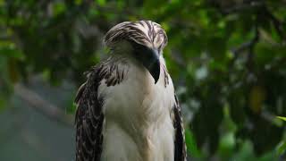 Footage Of An Eagle Waiting For The Rain To Stop by  CUTE ANIMALS TV 224 views 2 years ago 17 seconds
