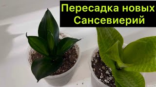 Пересадка новых Сансевиерий / #Сансевиерия ￼