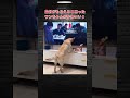 食べたかったね😄#犬 #かわいい #癒し #shorts #ショート