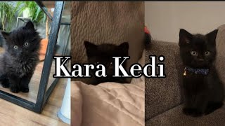 Melis Fis-Kara Kedi (Speed up) Resimi