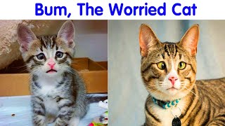 50 BeforeAndAfter Photos Of Cats Growing Up Pics That will Melt Your Heart  cute cat