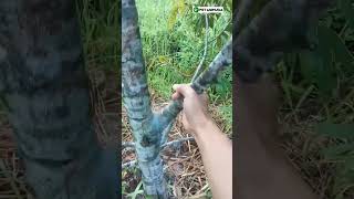 Tips Mempercepat Cabang Durian Besar #cabangdurian #petanimuda #belajarberkebun