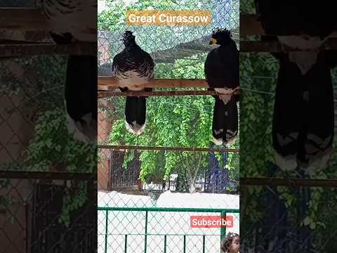 Video: Is curassow een vogel?