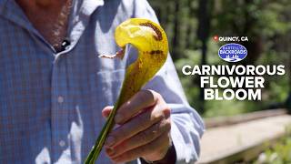Thousands of carnivorous pitcher plants bloom in California's rare Butterfly Botanical Area | Bartel