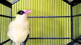 Burung kepodang jawa GACOR pancingan kepodang agar bunyi