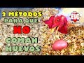 2 Métodos Para Que Tus Gallinas NO Coman Huevos