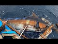 #shortsvideo #kingfisher #fishlovers #youtubeshorts #shirtviral