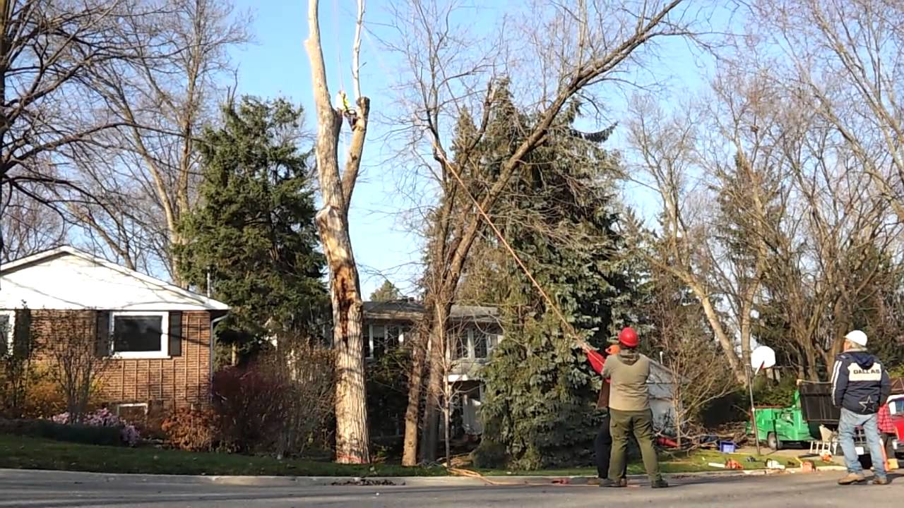 Felling a large tree branch in the right spot