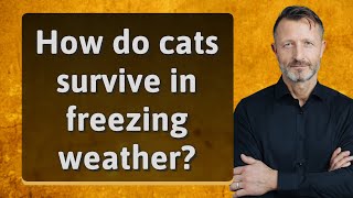 How do cats survive in freezing weather?