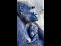 El primer gorila nacido en Bioparc Valencia se llama "EBO"
