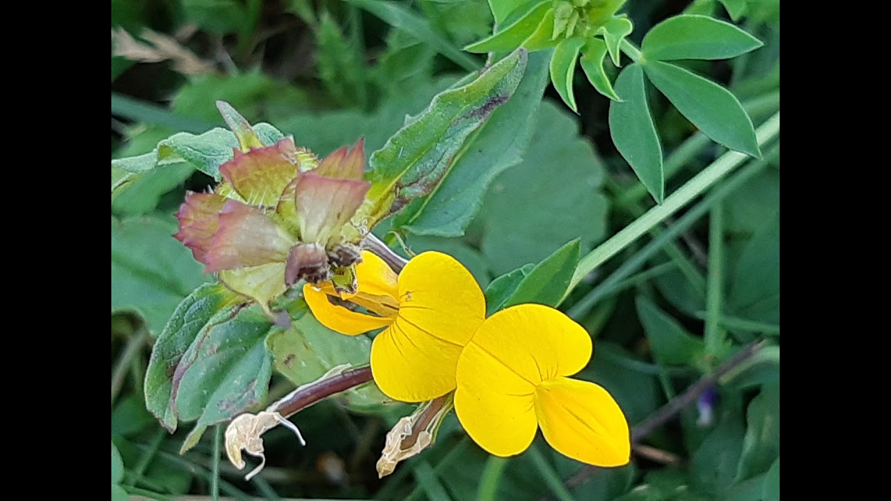 BEE in the Know ~ Smell the Flowers - YouTube