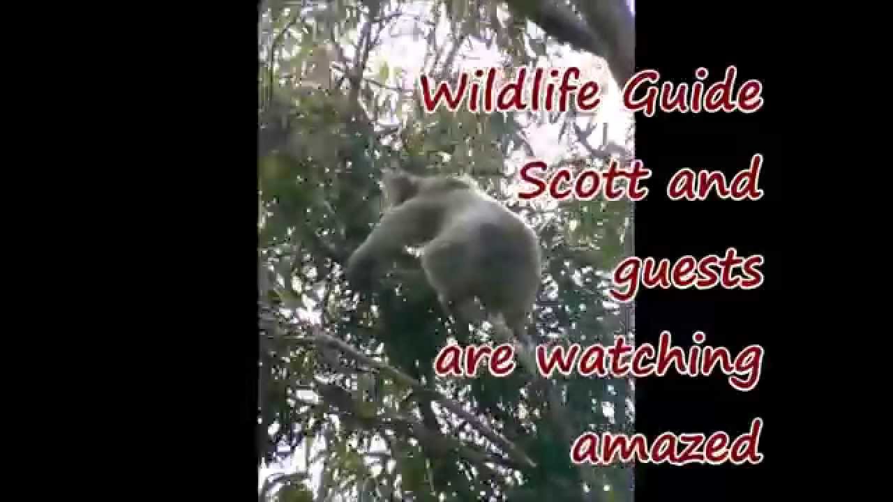 australia แปลว่า Wild Koala Clancy changes trees at a height!