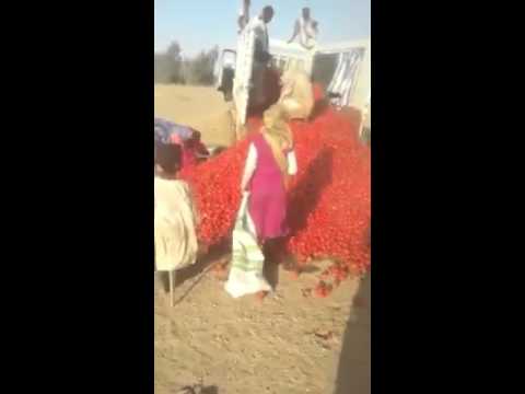 افراغ شحنات طماطم في العراء شمالي السودان يصيب روداد التواصل بالحسرة والالم