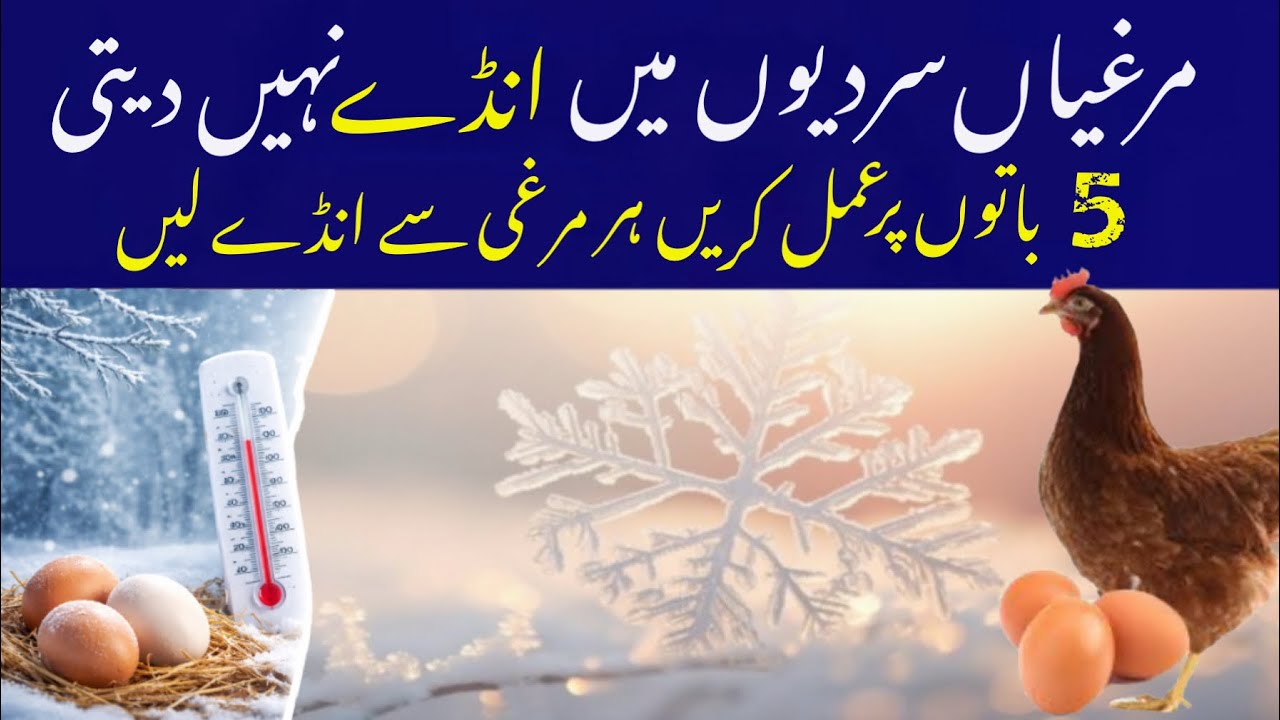 سردیوں میں مرغیاں انڈہ کم کیوں دیتی ہیں | 5 آسان طریقے جن سے سردیوں میں بھی مرغیاں ہر روز انڈے دئے