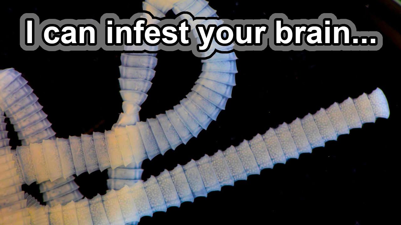 This animal is gross! 5 Tapeworm Facts shorts YouTube
