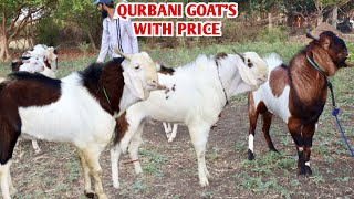 Qurbani Goat’s With Open Price At Bin Waheed Farms