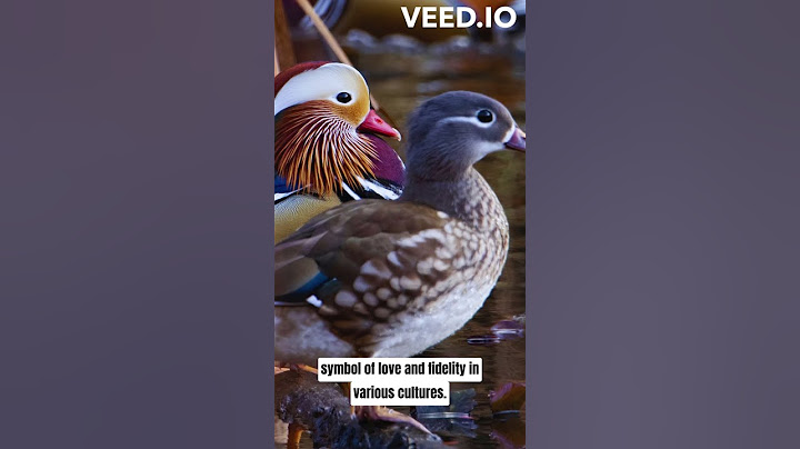 a symbol of love and fidelity ( mandarin duck)