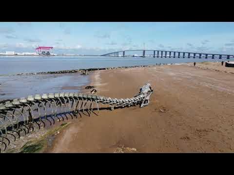 GIANT SNAKE SKELETON IN THE SEA OF FRANCE #Shorts 