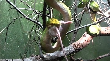 Green Tree Python eating a mouse