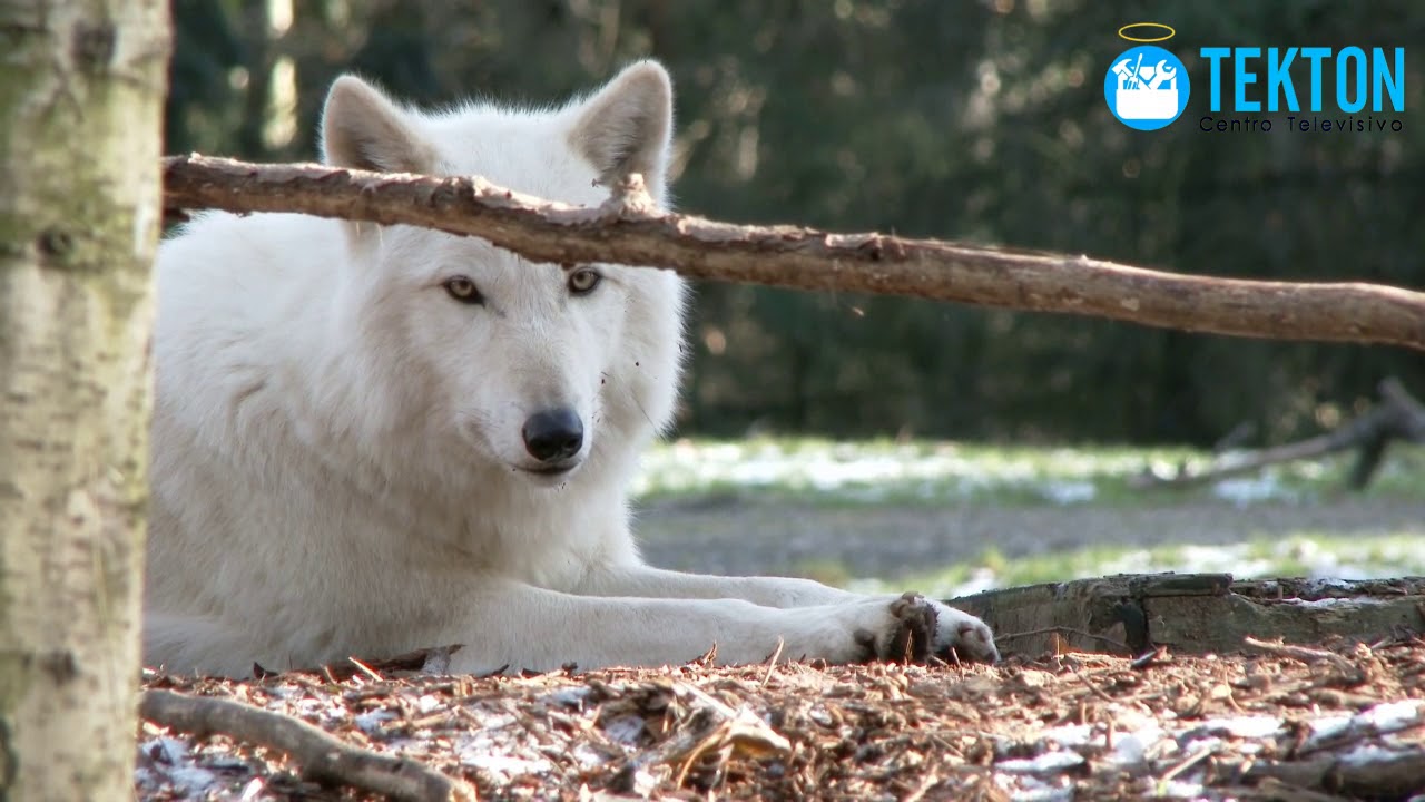 ⁣La increíble Historia de San Francisco de Asís y el Hermano Lobo