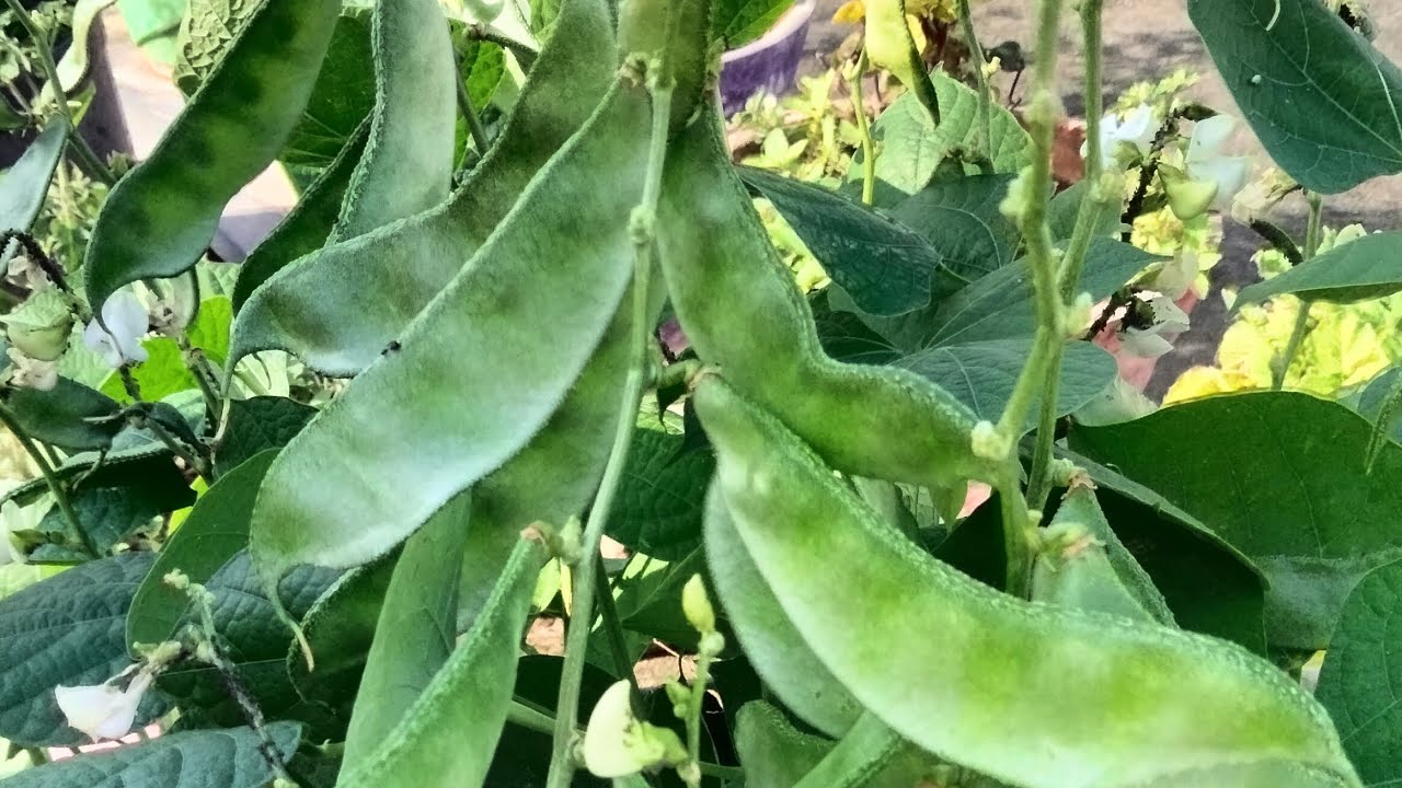 இன்றைக்கு காய்கறி அறுவடை இவ்வளவுதான்,