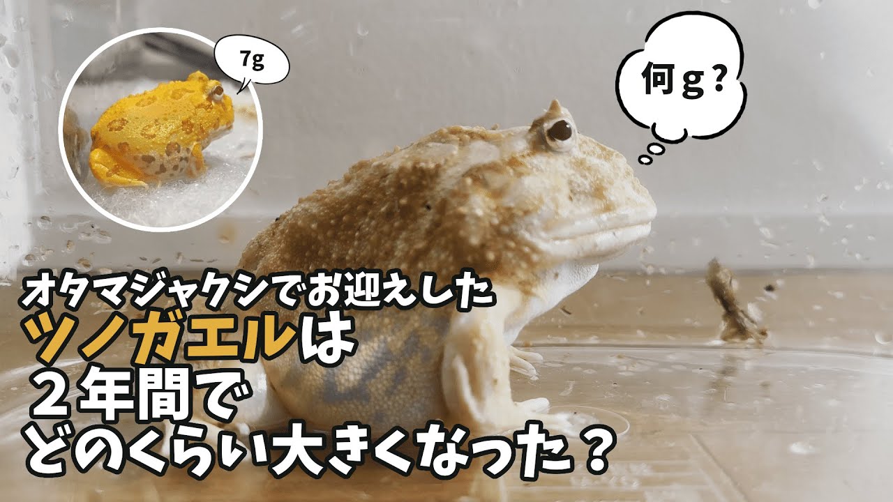 How big did the Cranwell's horned frog, which I raised from a