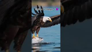 Eagle is Dangerous eagle eagles aura dangeroustrendingshortsfeedviralindiashorts
