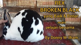 KELINCI REX BROKEN BLACK YANG BENAR SESUAI SOP ARBA. SIMAK & PAHAMI AGAR KITA LEBIH BAIK BREEDINGNYA
