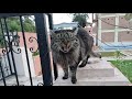 Fluffy tabby that meows and trills at the same time will make your day