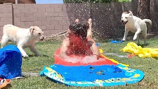 My Dog's React To A Slip N' Slide Obstacle Course! by Life with Labrador Lucy 36,910 views 1 year ago 5 minutes, 21 seconds