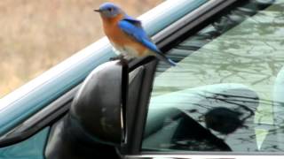 eastern bluebird fights his reflection