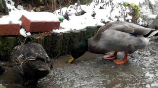 20101231doroasobi