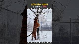 엄청난 포스 서열1위 큰 고양이의 위엄 #동물 #호랑이