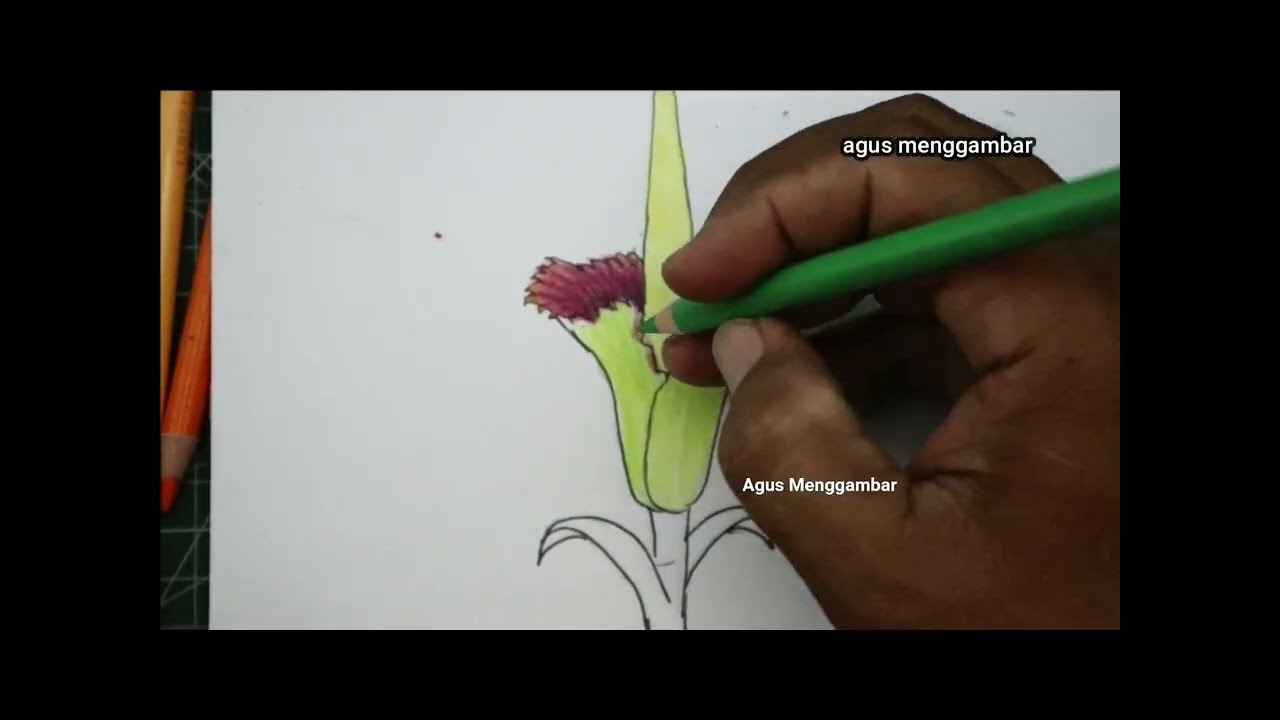bunga bangkai ll cara menggambar bunga bangkai ll bunga langka / terbesar