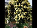Саженцы роз в Караганде ,высокого качества , 87 сортов плетистых роз . Часть 1 .