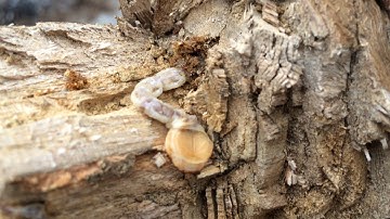 Sâu đục thân Cây Xoài